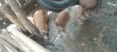 REPORTE DE MALOS OLORES Y AGUAS SUCIAS DE UNA PORQUERIZA